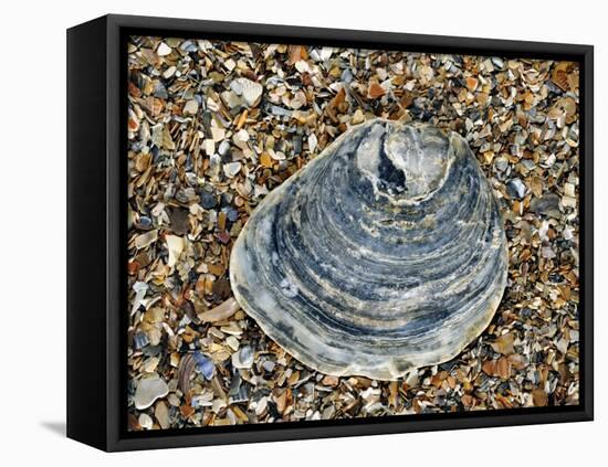 Common Oyster Shell on Beach, Normandy, France-Philippe Clement-Framed Premier Image Canvas