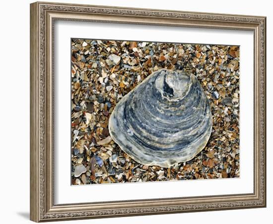 Common Oyster Shell on Beach, Normandy, France-Philippe Clement-Framed Photographic Print