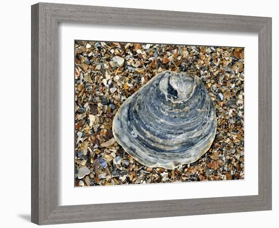 Common Oyster Shell on Beach, Normandy, France-Philippe Clement-Framed Photographic Print