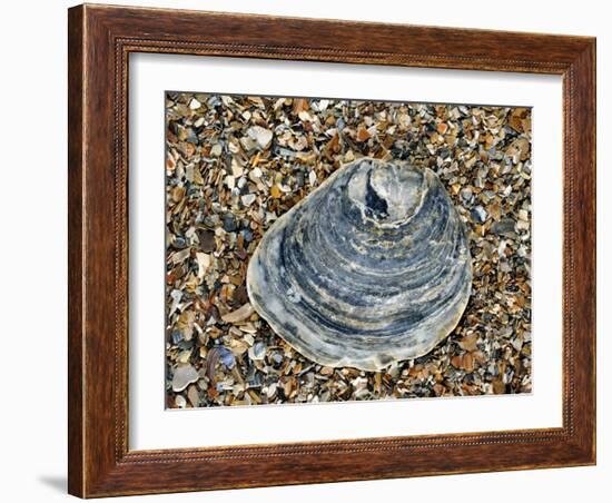 Common Oyster Shell on Beach, Normandy, France-Philippe Clement-Framed Photographic Print