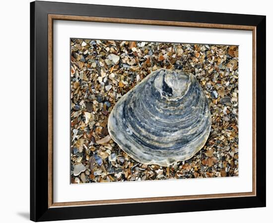 Common Oyster Shell on Beach, Normandy, France-Philippe Clement-Framed Photographic Print