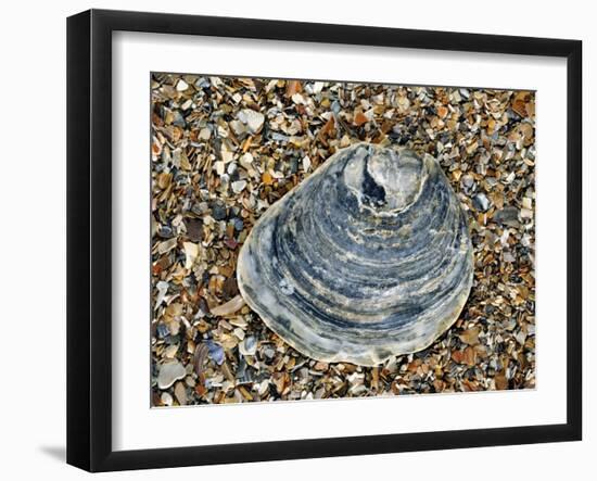 Common Oyster Shell on Beach, Normandy, France-Philippe Clement-Framed Photographic Print