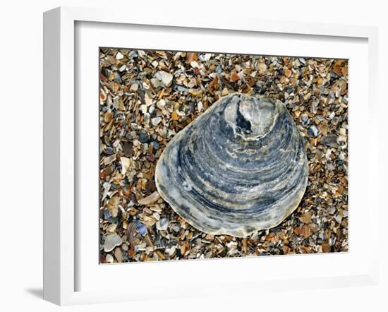 Common Oyster Shell on Beach, Normandy, France-Philippe Clement-Framed Photographic Print