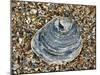 Common Oyster Shell on Beach, Normandy, France-Philippe Clement-Mounted Photographic Print