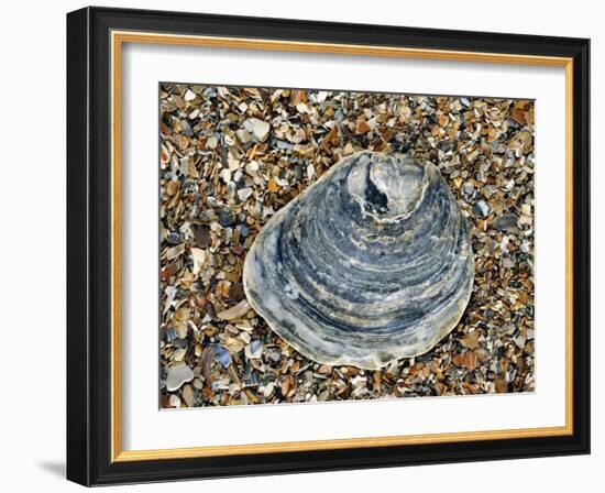 Common Oyster Shell on Beach, Normandy, France-Philippe Clement-Framed Photographic Print