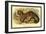 Common Palm Civet-Sir William Jardine-Framed Art Print