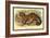 Common Palm Civet-Sir William Jardine-Framed Art Print