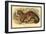 Common Palm Civet-Sir William Jardine-Framed Art Print