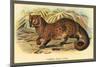 Common Palm Civet-Sir William Jardine-Mounted Art Print