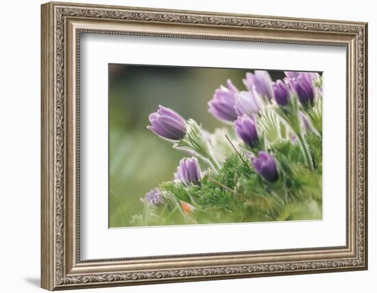 common pasque flower, Pulsatilla vulgaris-Nadja Jacke-Framed Photographic Print