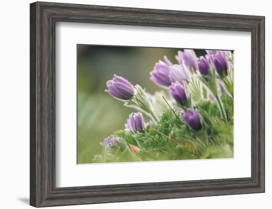 common pasque flower, Pulsatilla vulgaris-Nadja Jacke-Framed Photographic Print