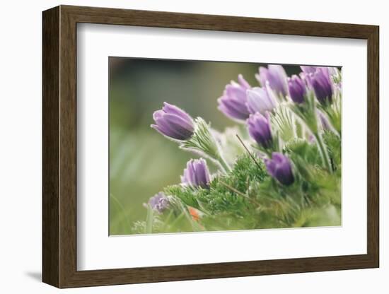 common pasque flower, Pulsatilla vulgaris-Nadja Jacke-Framed Photographic Print