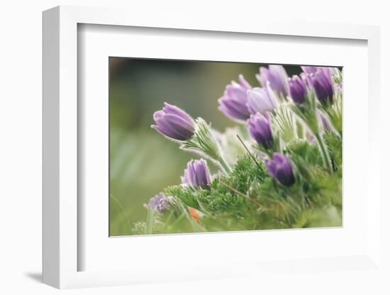 common pasque flower, Pulsatilla vulgaris-Nadja Jacke-Framed Photographic Print