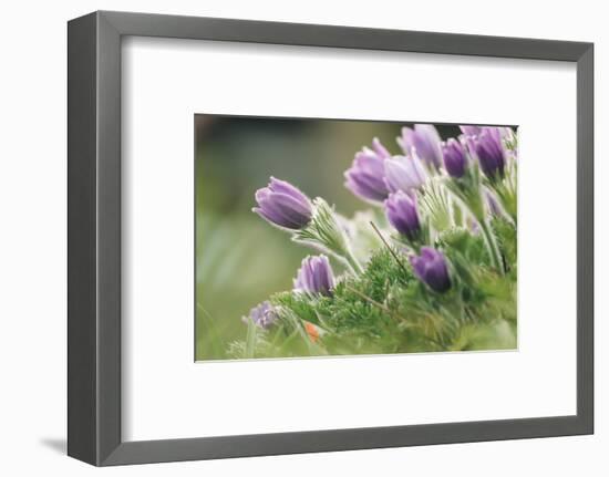 common pasque flower, Pulsatilla vulgaris-Nadja Jacke-Framed Photographic Print