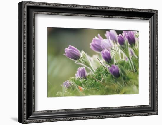 common pasque flower, Pulsatilla vulgaris-Nadja Jacke-Framed Photographic Print