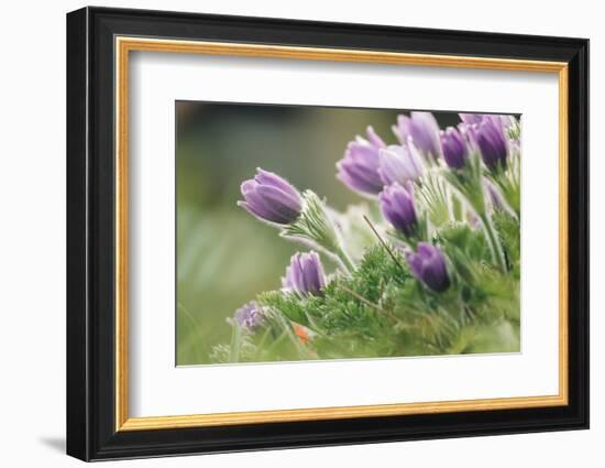 common pasque flower, Pulsatilla vulgaris-Nadja Jacke-Framed Photographic Print