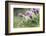 common pasque flower, Pulsatilla vulgaris-Nadja Jacke-Framed Photographic Print