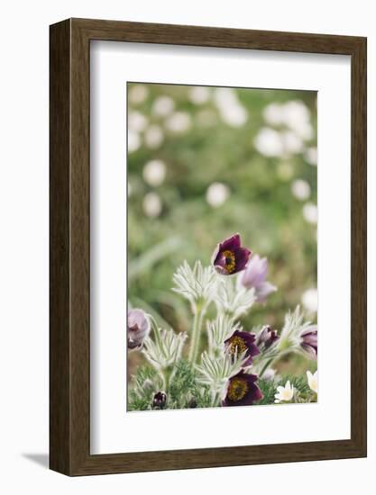 common pasque flower, Pulsatilla vulgaris-Nadja Jacke-Framed Photographic Print