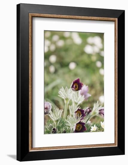 common pasque flower, Pulsatilla vulgaris-Nadja Jacke-Framed Photographic Print
