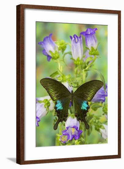 Common Peacock Swallowtail Butterfly, Papilio Polyctor-Darrell Gulin-Framed Photographic Print