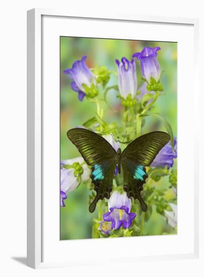Common Peacock Swallowtail Butterfly, Papilio Polyctor-Darrell Gulin-Framed Photographic Print