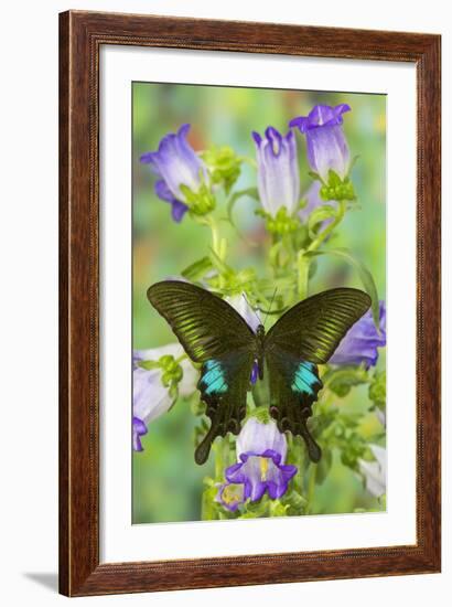 Common Peacock Swallowtail Butterfly, Papilio Polyctor-Darrell Gulin-Framed Photographic Print