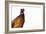 Common Pheasant - Clear-Staffan Widstrand-Framed Giclee Print