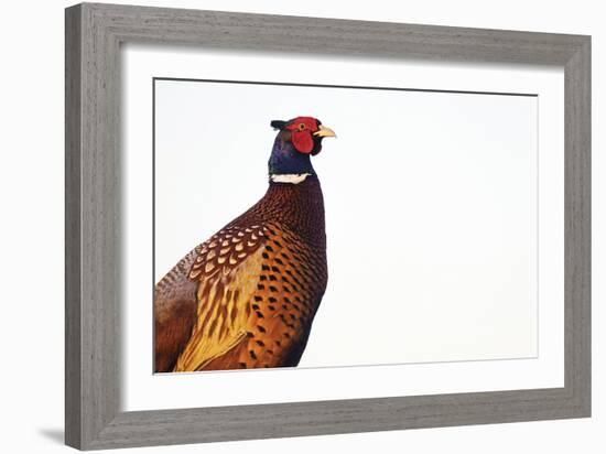 Common Pheasant - Clear-Staffan Widstrand-Framed Giclee Print