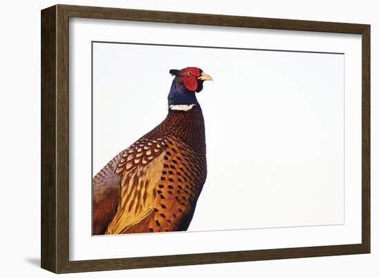 Common Pheasant - Clear-Staffan Widstrand-Framed Giclee Print