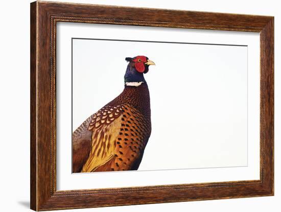 Common Pheasant - Clear-Staffan Widstrand-Framed Giclee Print