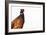 Common Pheasant - Clear-Staffan Widstrand-Framed Giclee Print