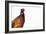 Common Pheasant - Clear-Staffan Widstrand-Framed Giclee Print