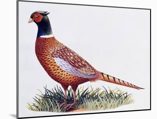 Common Pheasant Cock (Phasianus Colchicus), Phasianidae-null-Mounted Giclee Print