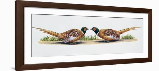 Common Pheasant Cocks (Phasianus Colchicus) in Threat Display, Phasianidae-null-Framed Giclee Print