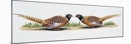 Common Pheasant Cocks (Phasianus Colchicus) in Threat Display, Phasianidae-null-Mounted Giclee Print