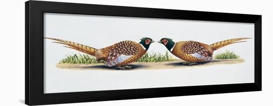 Common Pheasant Cocks (Phasianus Colchicus) in Threat Display, Phasianidae-null-Framed Giclee Print
