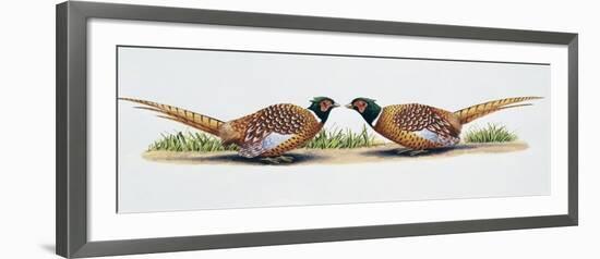 Common Pheasant Cocks (Phasianus Colchicus) in Threat Display, Phasianidae-null-Framed Giclee Print