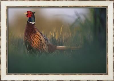 Common Pheasant - Field' Stretched Canvas Print - Staffan Widstrand |  Art.com
