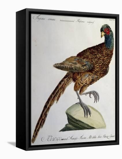 Common Pheasant (Phasianus Vulgaris)-null-Framed Premier Image Canvas