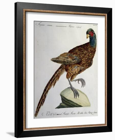 Common Pheasant (Phasianus Vulgaris)-null-Framed Giclee Print