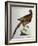 Common Pheasant (Phasianus Vulgaris)-null-Framed Giclee Print