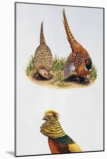 Common Pheasants Pair (Phasianus Colchicus) and Golden Pheasant (Chrysolophus Pictus), Phasianidae-null-Mounted Giclee Print