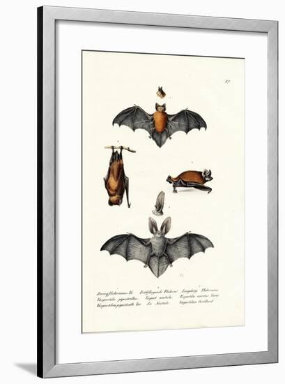 Common Pipistrelle, 1824-Karl Joseph Brodtmann-Framed Giclee Print