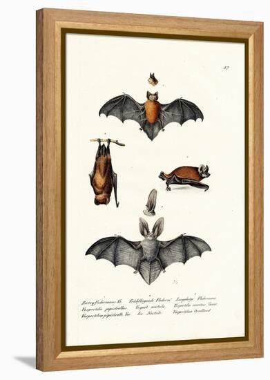 Common Pipistrelle, 1824-Karl Joseph Brodtmann-Framed Premier Image Canvas