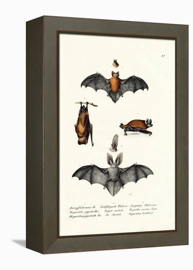 Common Pipistrelle, 1824-Karl Joseph Brodtmann-Framed Premier Image Canvas