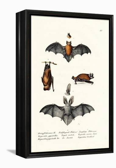 Common Pipistrelle, 1824-Karl Joseph Brodtmann-Framed Premier Image Canvas