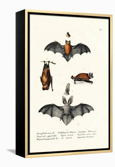 Common Pipistrelle, 1824-Karl Joseph Brodtmann-Framed Premier Image Canvas