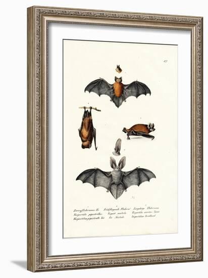 Common Pipistrelle, 1824-Karl Joseph Brodtmann-Framed Giclee Print