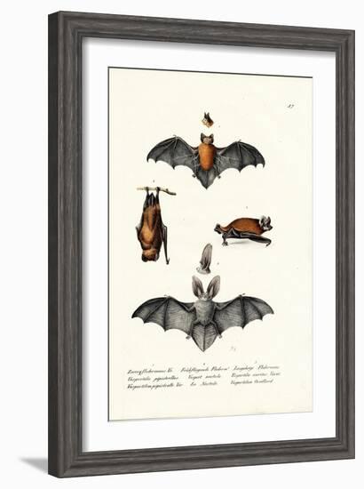 Common Pipistrelle, 1824-Karl Joseph Brodtmann-Framed Giclee Print