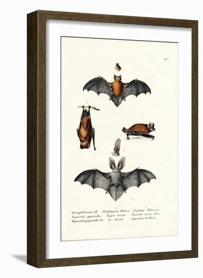 Common Pipistrelle, 1824-Karl Joseph Brodtmann-Framed Giclee Print